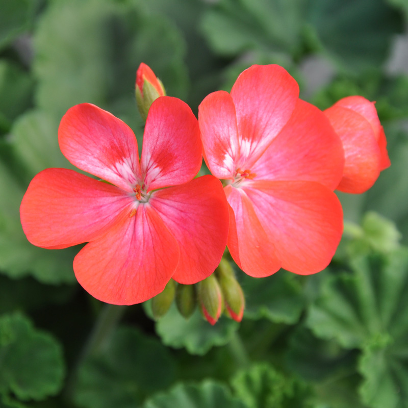 Geranium zonale Bunny saumon